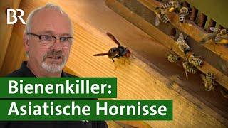 Honigbienen in Gefahr Die Asiatische Hornisse breitet sich aus  Invasive Art  Unser Land  BR