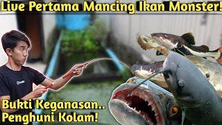 LIVE MANCING IKAN MONSTER DI KOLAM PAKE LELE UTUH