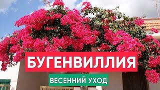 Бугенвиллия ранней весной Что делать? Как обрезать как ухаживать?