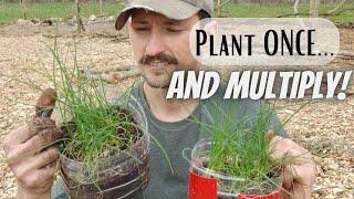 Grow Chives From Seed the EASY Way  Dividing For Endless New Plants