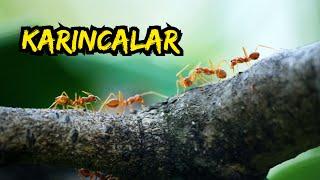 Karıncaların İletişim Kurmalarının 5 Yolu