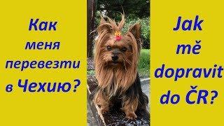Как перевезти собаку в ЧехиюПеревозка животных за границуДокументы
