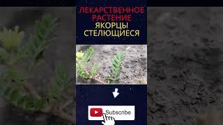 ЛЕКАРСТВЕННОЕ РАСТЕНИЕ Якорцы стелющиеся #Shorts