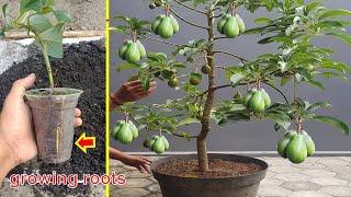 How to cuttings avocado to grow 100% roots Only 4-8 weeks...