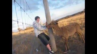 Deer Attacks Person. Funny as