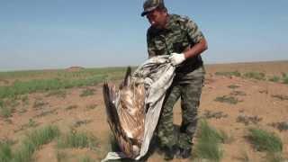 Спасение белоголового сипа в заповеднике Черные земли