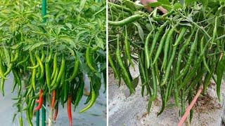 වඩා සාර්ථක පස් මිශ්‍රණයක් තුළ මිරිස් වගාව අති සාර්ථකව කරමු  the chili farming in a pot.