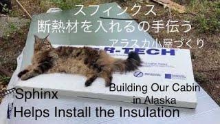 Sphinx helps install the insulation スフィンクス断熱材を入れるのを手伝う Building Our Cabin in Alaska アラスカ小屋づくり