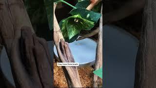 whites tree frog enclosure tour full video linked #frog #frogs #reptiles #pets #reptile #animal