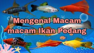 Mengenal Macam Macam Ikan Pedang