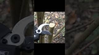 Pruning tree branches video of SW-PRU-40 cordless electric pruning shear