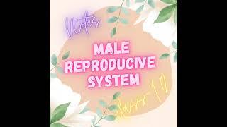 MALE REPRODUCTIVE SYSTEM-CLASS 10 NOTES