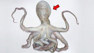 Whats inside an Octopus? - Octopus Dissection