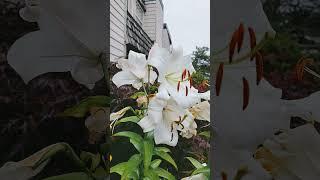 Lily Peony Bearded Iris 7-28-24 Watch my flower garden weekly results week 18 #shorts #viral