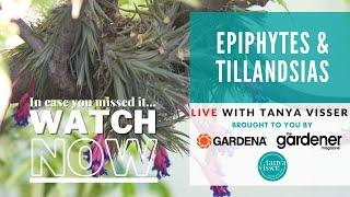 Epiphytes and Tillandsias Masterclass with Tanya Visser