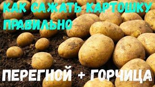 Как сажать картошку посадка картофеля как вырастить картофель  Картофель + перегной + горчица