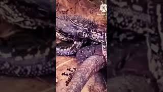 ular menghajar biawak#video shorts#