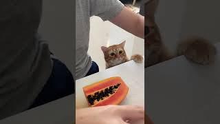 Emang boleh sepengen itu cing ?? #funny #funnyvideo #funnyshorts #funnyvideos #funnymoments #kucing