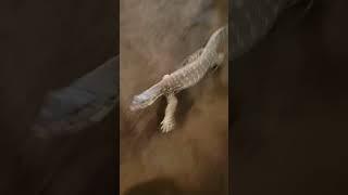 Friendly monitor lizard says hi #monitorlizard #komodo #dragon #reptiles #herpetology #lizard #baby