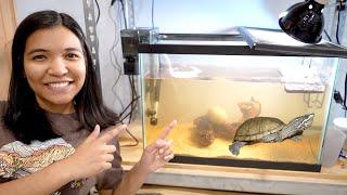 HOW TO SET UP A TURTLE TANK from start to finish