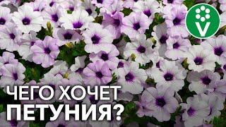 Подкормите петунию так и ПЫШНОЕ ЦВЕТЕНИЕ обеспечено