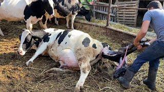 OUR PREGNANT COW GIVEN BIRTH  COW BIRTH 2023