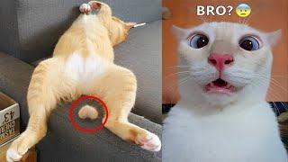 Crazy animals will make you laugh to die  New funny cats and dogs 