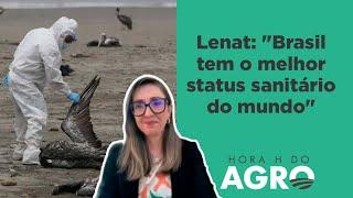 Gripe aviária avança no mundo e atinge bovinos e até humanos entenda  HORA H DO AGRO