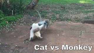 Cat vs Monkey - Thug Life