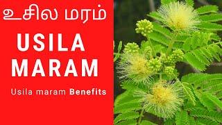 Usilai tree in Tamil    Arappu maram in tamil  Usila maram  உசில மரம்     Usilai tree