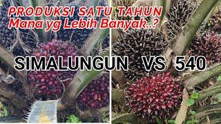 PPKS SIMALUNGUN VS 540  MANA YG LEBIH BANYAK PRODUKSINYAA