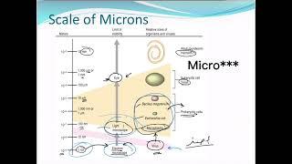 Introduction to microbiology.