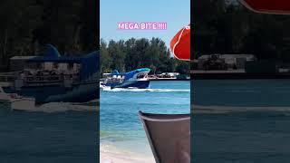 #megabitetourboat #shorts #clearwaterbeach #floridabeach #megabite #shark #travel #hilton