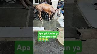 tepok sekali Langsung diem ya #sapikurban #sapingamuk