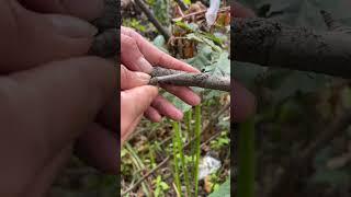 Plants Grafting for reproduction.. #grafting #fruittrees #garden #plants #tree #graft #shorts