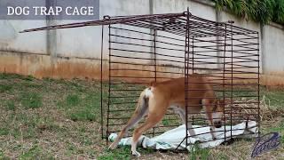 PAWSS Dog Trap Cage - How to catch a stray dog in Thailand