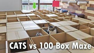CATS vs 100 Box Maze 