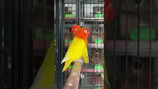 Lutino Opaline Male  #birds #lovebirds #parrot