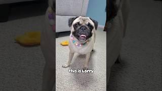 The best of pals  #dog #pug #cute #funny #cat #fyp #shorts