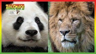  Zoboomafoo  Season 1 Episode 1-5 Compilation  Animals for Kids 