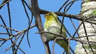 Canário da terra cantando muito na natureza