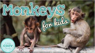 MONKEYS for Kids  Fun Monkey Facts for Children