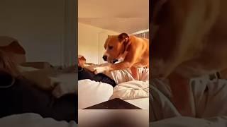 WAKE UP  #dog #dogs #viral #funny #cute #fyp #cat