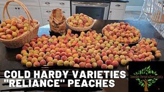 Cold Hardy Peach varieties - zone 4