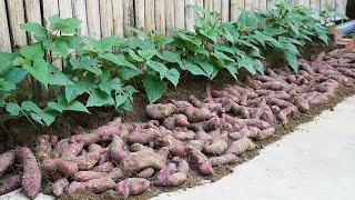 How To Grow Sweet Potatoes At Home For Lots Of Bulbs And Fast Harvest