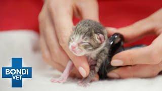 Fears Kittens Are Stuck In Birth Canal   Bondi Vet