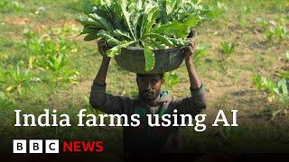 Artificial intelligence comes to farming in India  BBC News