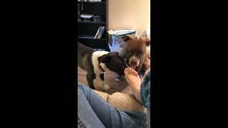 Dog licking feet 9 min