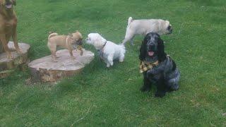 Bessie Buzz Bertie Lenny & Millie.@DogtrainersUK