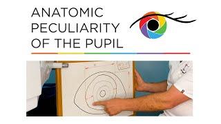 Anatomic Peculiarity of the Pupil